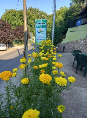 a bunch of yellow flowers in front of a sign at Apartments Kalistos in Star Dojran