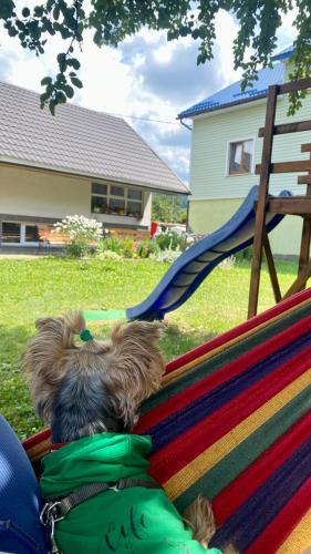a small dog laying on a hammock at Medova Hata in Verkhnyaya Rozhanka
