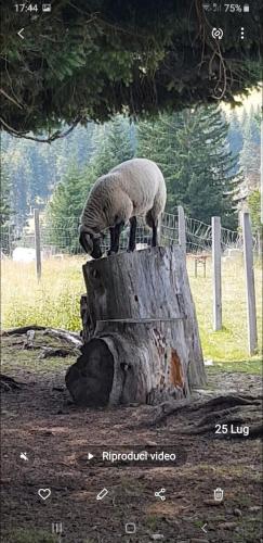 a sheep standing on top of a tree stump at La casa di Grace nella valle incantantata in Carano