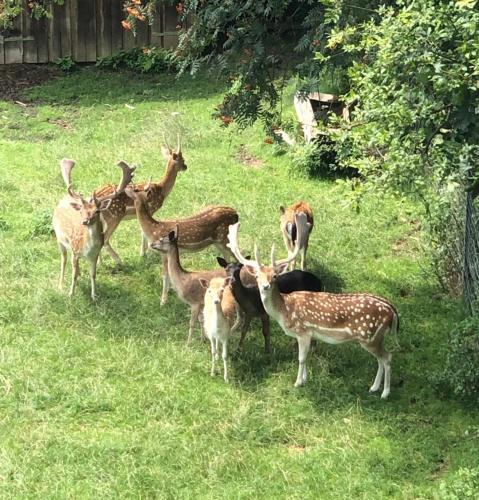 a group of animals standing in the grass at Ferienwohnung Kendlbacher in Bischofshofen