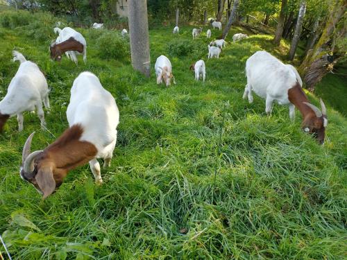 a group of goats grazing in a field of grass at Alm-House HOLLMANN in Železná Ruda
