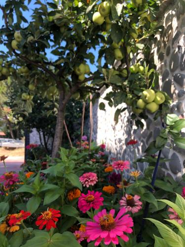a bunch of flowers in front of a tree at Hotel Apostoli in Përmet