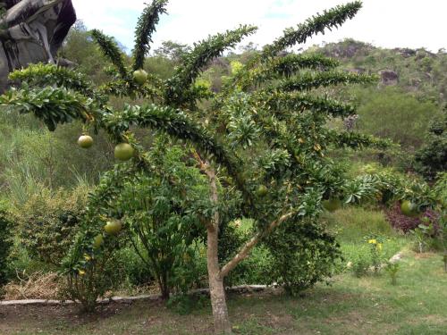 a tree with fruit on it in a garden at Pousada Aba da Serra in São Joaquim do Monte