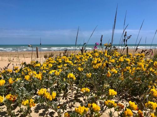 a field of yellow flowers on a beach at VASTO centro Alloggio 1-2-3 in Vasto