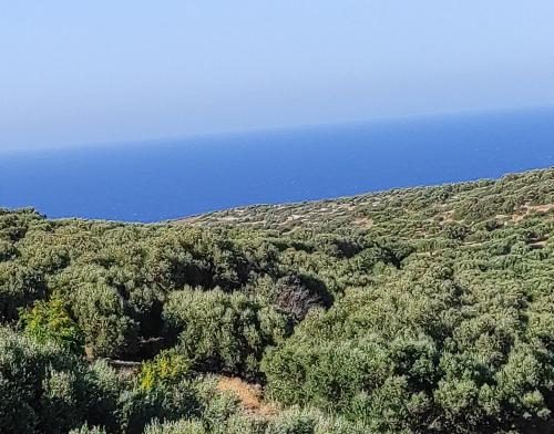an overhead view of a field of trees and the ocean at Elounda Collection Villa in Vrouchas