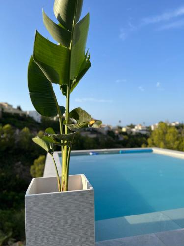 a plant in a white pot next to a pool at Dmg Villa in Denia