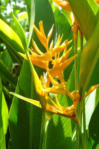 a yellow flower on a tree with green leaves at Grand West Villas in Nadi