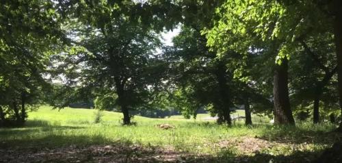 a field with trees and a animal laying in the grass at VILLA ROUCHELE KIKAY Resthouse Vacation HOME in San Ildefonso