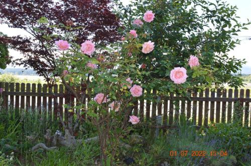 a tree with pink roses in front of a fence at Estuary House Reflexology B&B in Courtenay