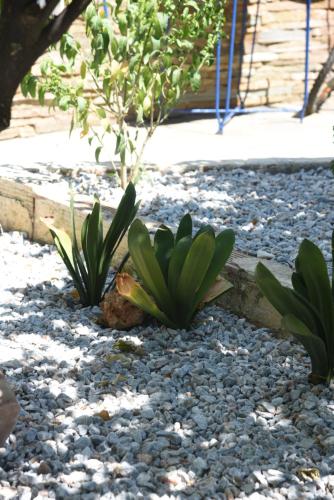 a rock garden with two plants in a yard at J&B Maisonette House in Marmarion