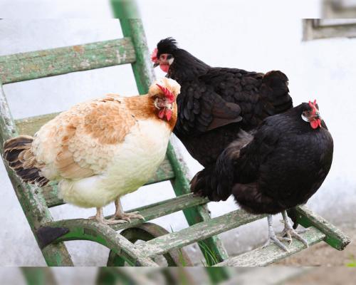 a group of chickens standing on a chair at Living Legends - Tiny House auf den Wiesen der Edermühle in Grosspertholz