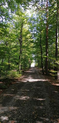 a dirt road in a wooded area with trees at Natural Cottage Glamping Eco-Tiny House in Škocjan