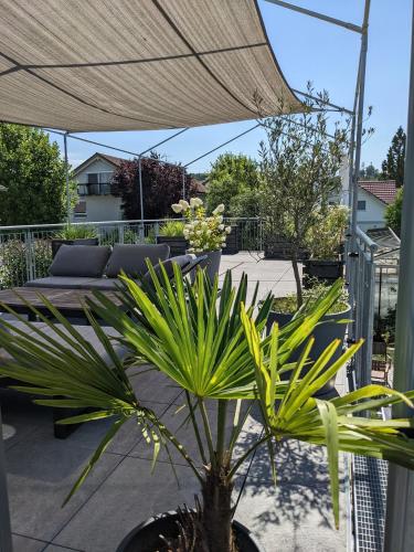 a potted plant sitting on a patio under an umbrella at Haus zur Aach Tinyhouse in Uhldingen-Mühlhofen