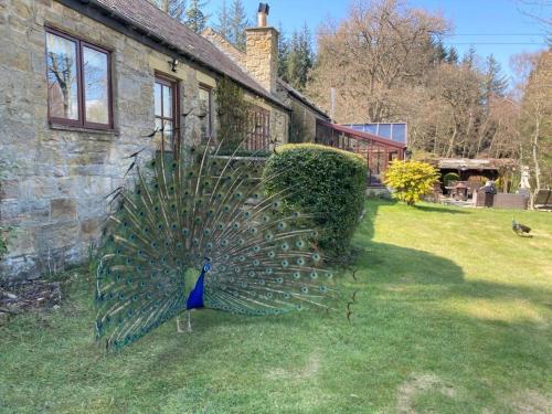a peacock standing in the grass next to a house at Lakewood Courtyard Northumberland in Healey
