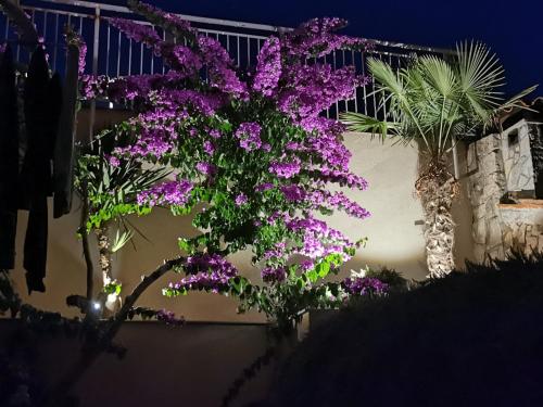 Apartments Mara Cres – Photos 3