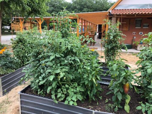 a garden with tomato plants and a house in the background at SzC Lovasbirtok in Lipótmajor