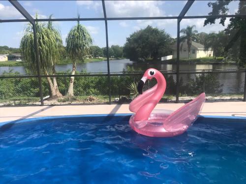 a pink flamingo in the water in a swimming pool at Private Tropical Waterfront Sanctuary w pool, hot tub & an island! Pet Friendly in New Port Richey