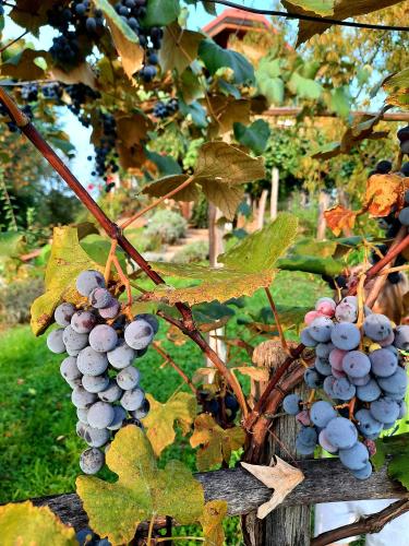 a bunch of grapes hanging on a vine at Holiday Home Trnavsko in Bogojina