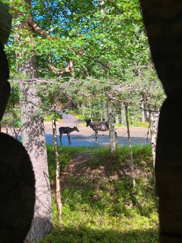 a group of deer standing in the trees at Arctic Lodges Lapland Ski in Studio, slopes, ski tracks, National Park, free Wi-Fi - Lapland Villas in Pyhätunturi