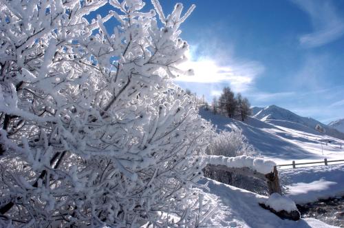 a snow covered tree with the sun in the background at Alexander Charme Hotel in Livigno