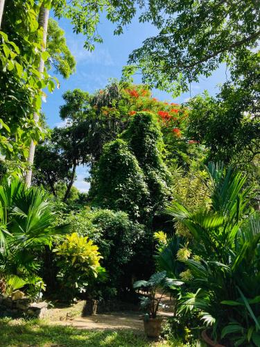 a garden with trees and plants and flowers at Whispering House in Tangalle