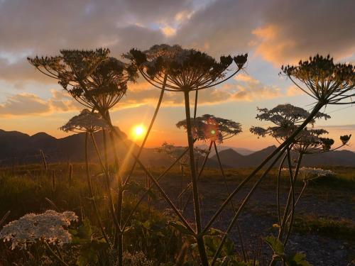 um grupo de flores em um campo ao pôr do sol em B&B Friedau em Nottwil