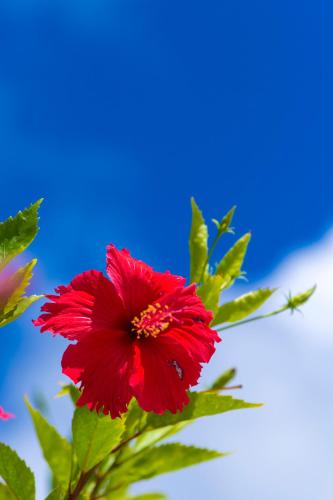 a red flower with a blue sky in the background at 【KouriGarden】古宇利島の海と緑と星を眺める一棟貸切別荘ヴィラ in Nakijin