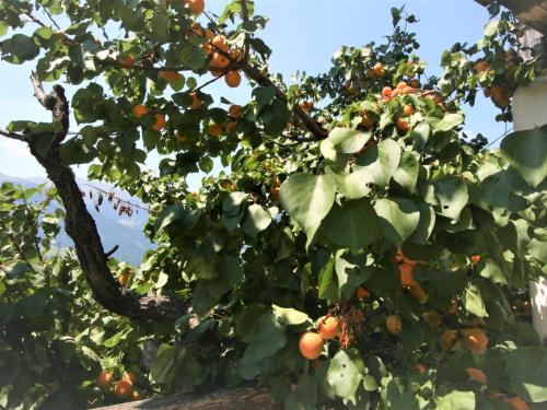 a tree with lots of oranges on it at Apartment Binter by Interhome in Stummerberg