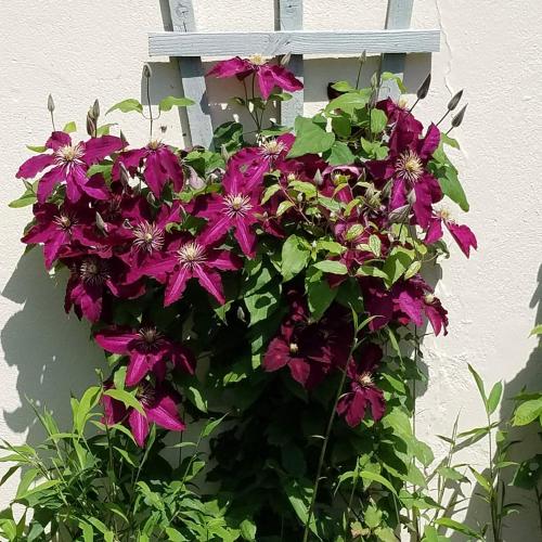 Κήπος έξω από το Eden's Rest Bed and Breakfast