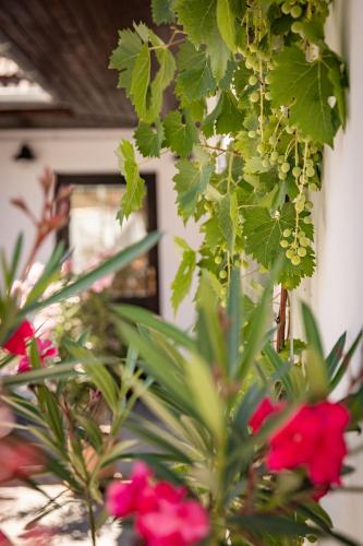 a group of plants with red flowers in a room at City-Top Vendégház in Esztergom