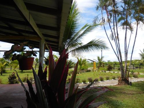 a group of palm trees and plants in a yard at Hotel Nuquimar in Nuquí