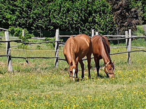 two horses grazing in a field of grass at Cascina Giacometta in Novi Ligure