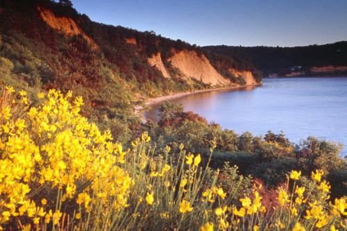 a view of a body of water with yellow flowers at Holiday Park Vile - Terme Krka in Strunjan