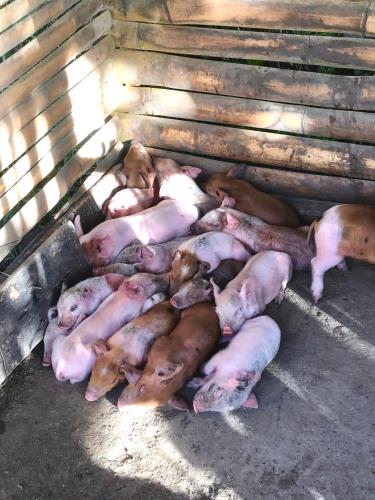 a group of pigs sleeping in a barn at Sobral Rice Terraces View in Antihon