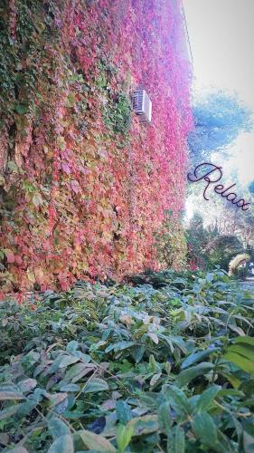 un mur recouvert de fleurs et de plantes roses dans l'établissement Private Residence Full Apartment in Golem, à Golem