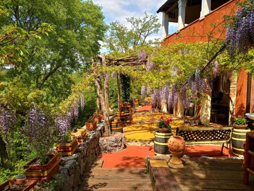 ogród z fioletowymi wisteriami wiszącymi nad chodnikiem w obiekcie Krasberry Ježev brlog w mieście Komen