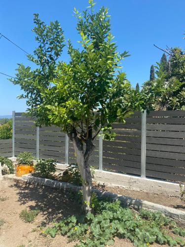 a small tree in front of a fence at Nikos' Home in Gastourion
