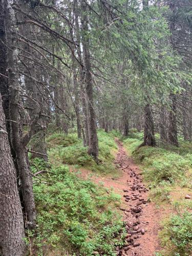 a dirt trail in a forest with trees at Ski-to-door apartment au Collet d'Allevard in Allevard