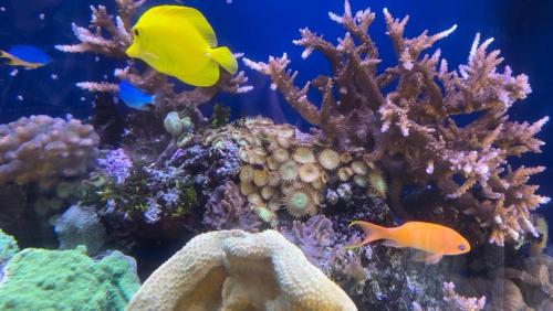 two fish swimming in an aquarium with coral at Su Saucu in Dorgali