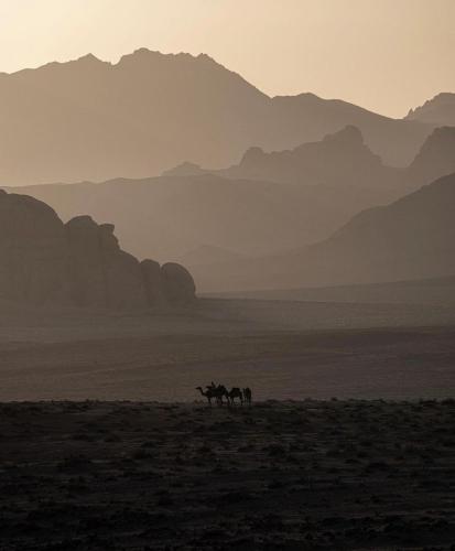 three horses walking in the desert with mountains in the background at Wadirum Zeid camp&Tours in Wadi Rum