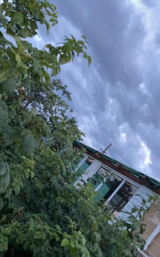 a building is obscured by a tree at Nurgul in Bokonbayevo