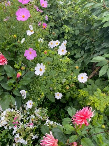 a bunch of pink and white flowers in a garden at Nurgul in Bokonbayevo