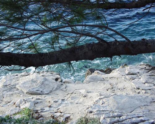 a tree on top of a rocky beach with the water at Apartment Pomena 10426b in Goveđari