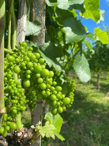 a bunch of green grapes hanging from a tree at Landgasthof Ochsen in Sinzheim