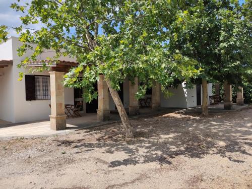 un albero di fronte a un edificio con panchine di Il Geco b&b a Gallipoli
