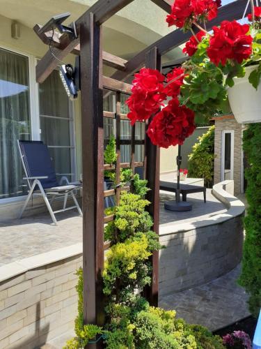 a garden with red geraniums on a patio at Green House in Eforie Sud