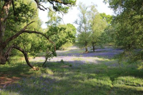 a field of purple flowers in a forest with trees at The Silver Birch Cottage - Greentrees Estate in Haywards Heath