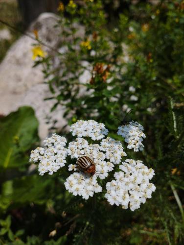 a beetle sitting on a white flower at Хижа Ловна в Рила in Panichishte
