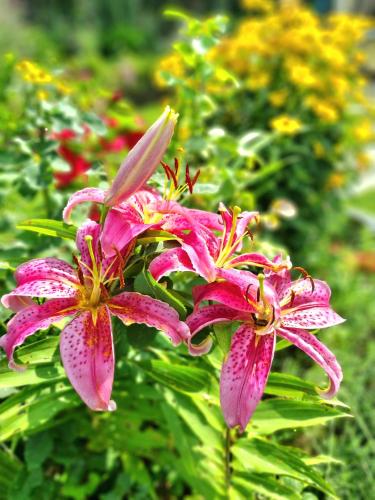 a group of pink flowers in a garden at Casa Vacanze Family in Albisola Superiore