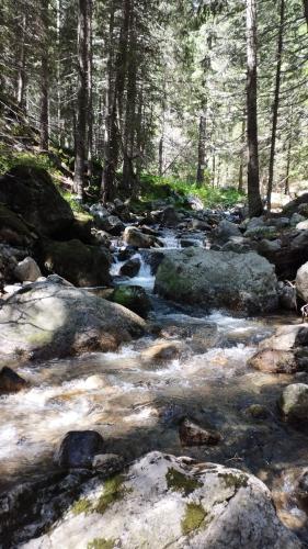 a stream of water with rocks and trees at Хижа Ловна в Рила in Panichishte
